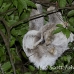 sloth_toed_three_map_h_0042_cos0237.jpg